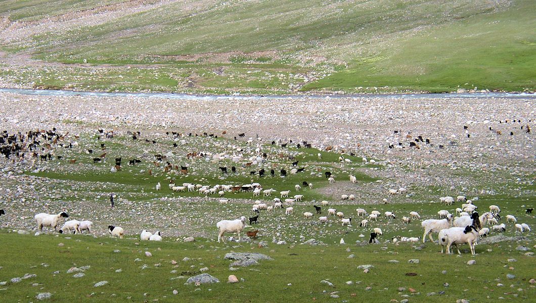 Afbeelding: Kudden geiten en schapen